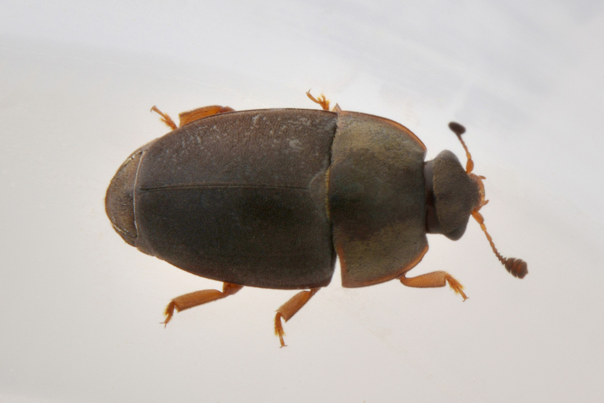 Nitidulidae: Meligethes sp.?  S, Meligethes cfr. flavimanus